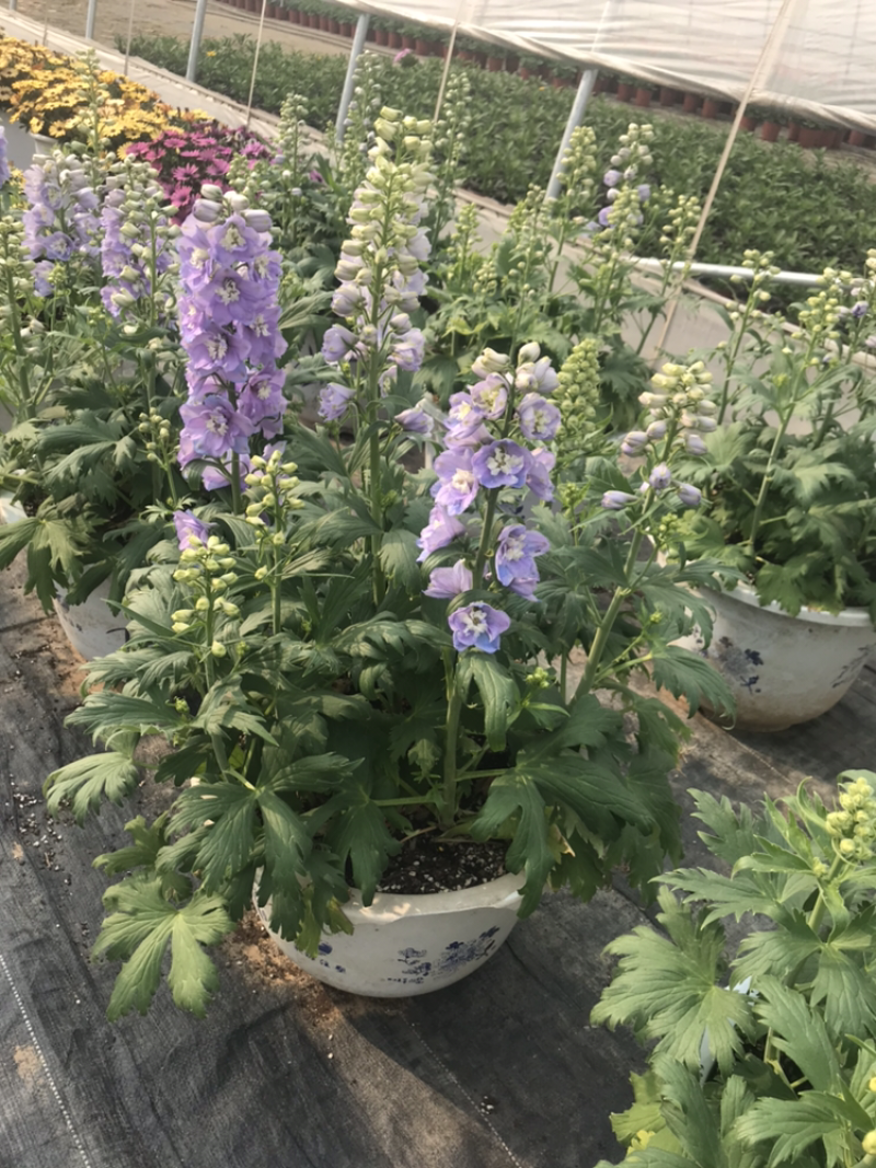 巨型海棠紫叶酢浆草百日草