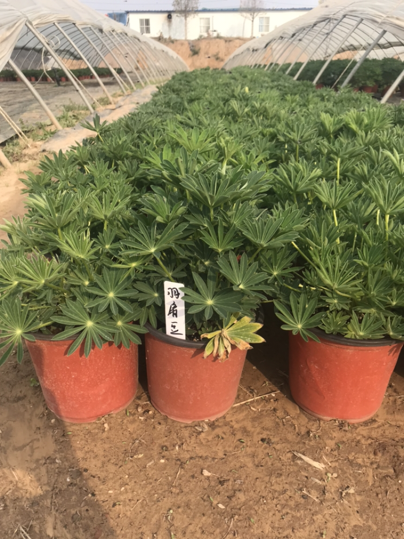 巨型海棠紫叶酢浆草百日草