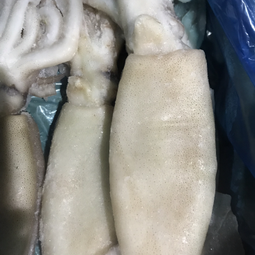 大鱿鱼