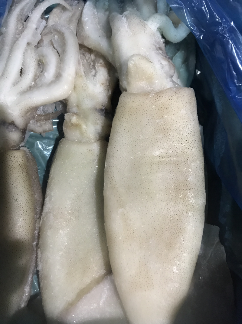 大鱿鱼