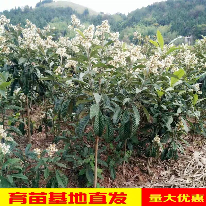 早熟枇杷树苗早钟六号枇杷苗直销批发