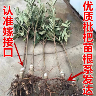 早熟枇杷树苗早钟六号枇杷苗直销批发