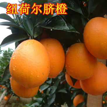 脐橙树苗纽荷尔脐橙果苗批发直销