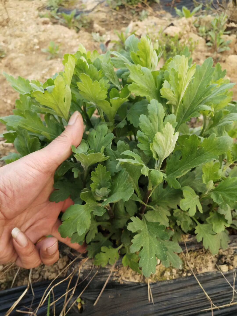 金丝皇菊幼苗菊花苗秋菊秋菊苗贡菊