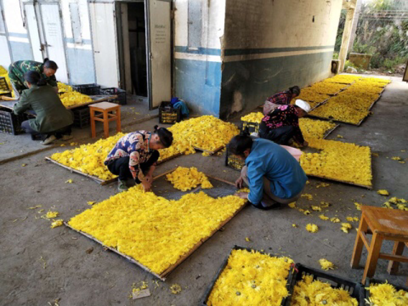 金丝皇菊幼苗菊花苗秋菊秋菊苗贡菊