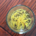 金丝皇菊幼苗菊花苗秋菊秋菊苗贡菊