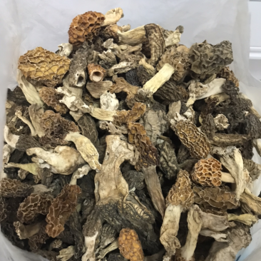 野生或种植的羊肚菌