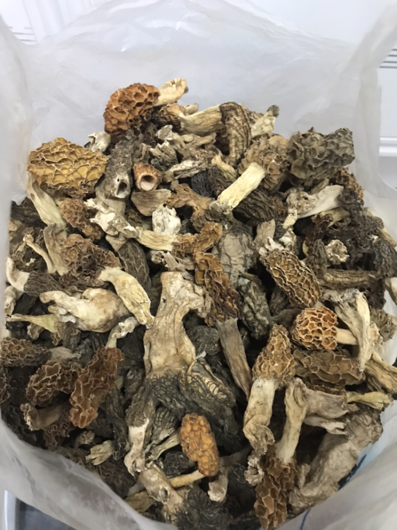 野生或种植的羊肚菌