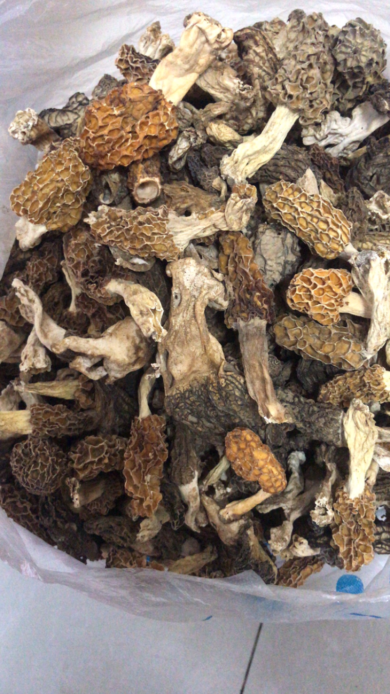 野生或种植的羊肚菌