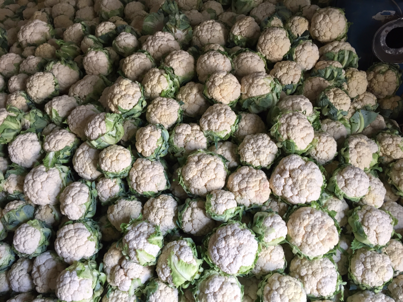 白花菜花紧密乳白1斤，货源充足，质量保证，欢迎大家