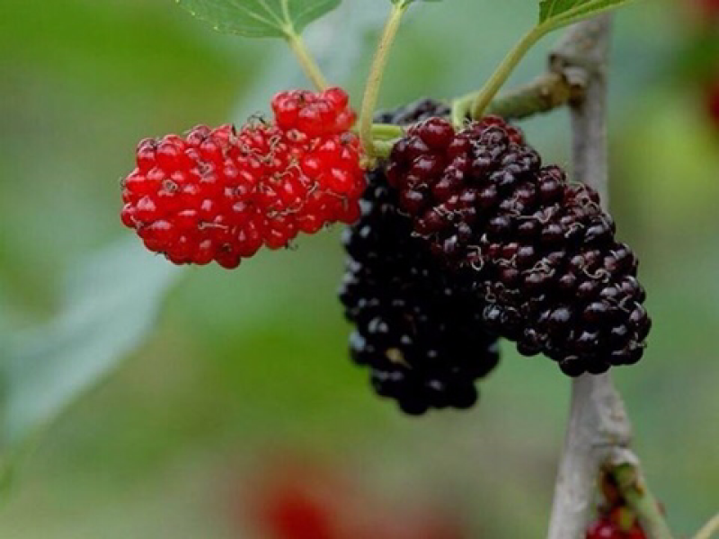 桂花蜜果桑苗嫁接苗包对版
