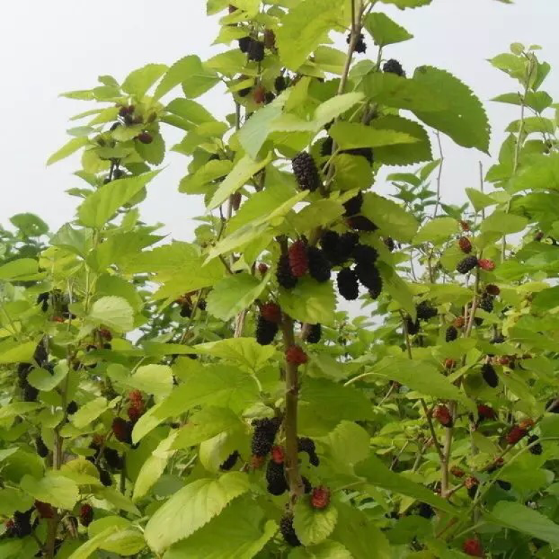 桂花蜜果桑苗嫁接苗包对版