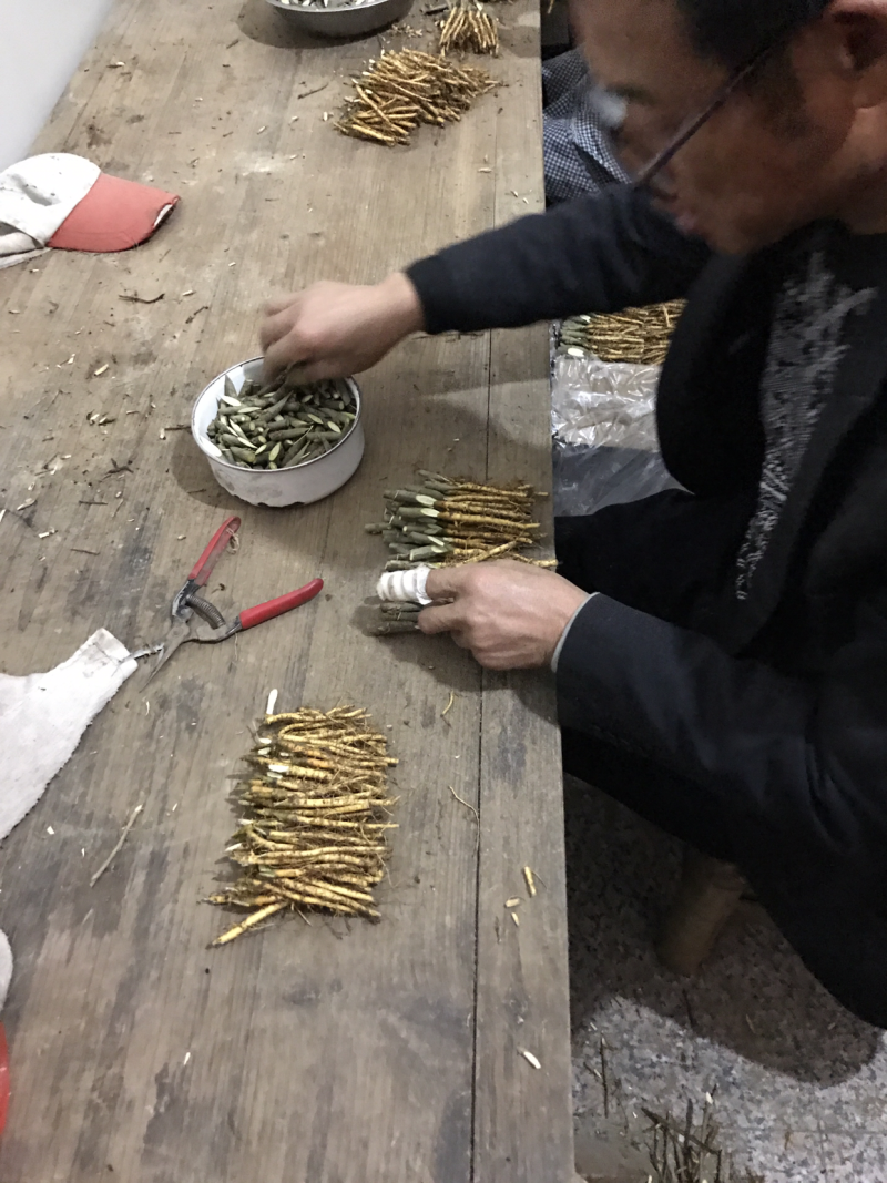桂花蜜果桑苗嫁接苗包对版
