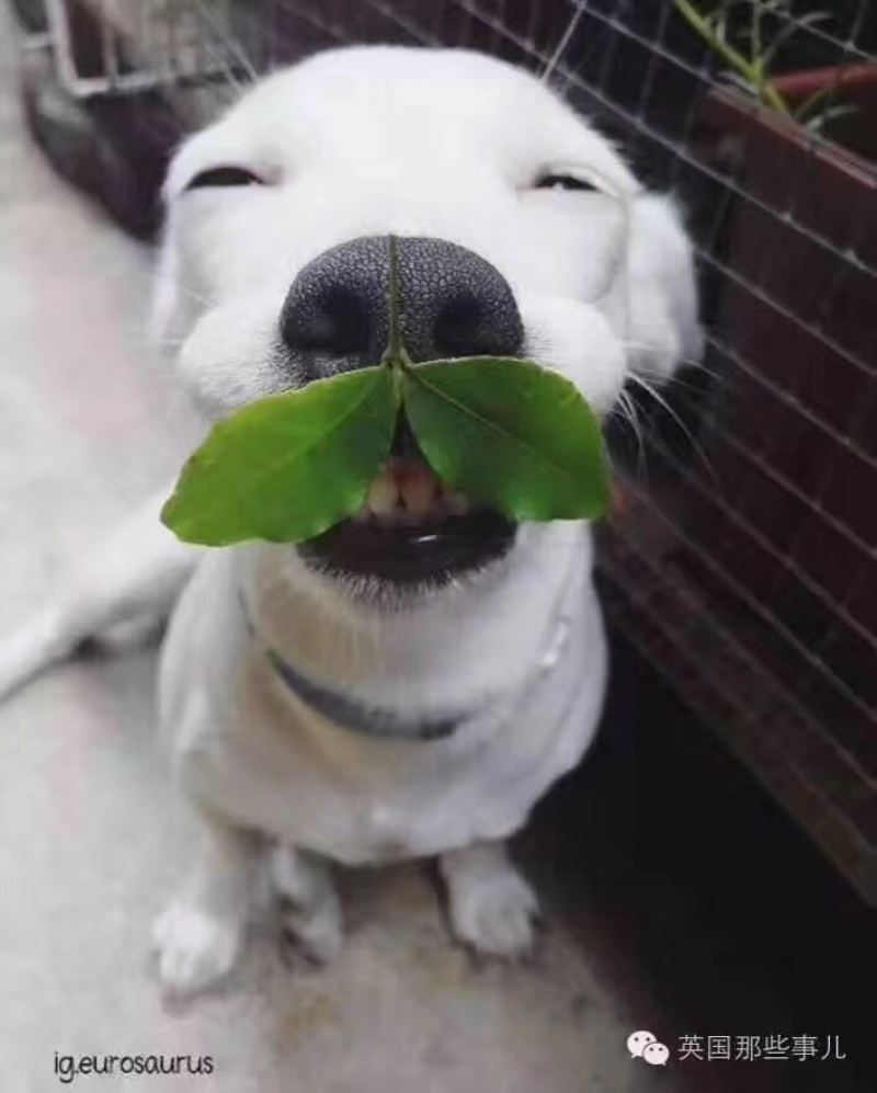 鲜果一号果桑苗嫁接苗当年结果