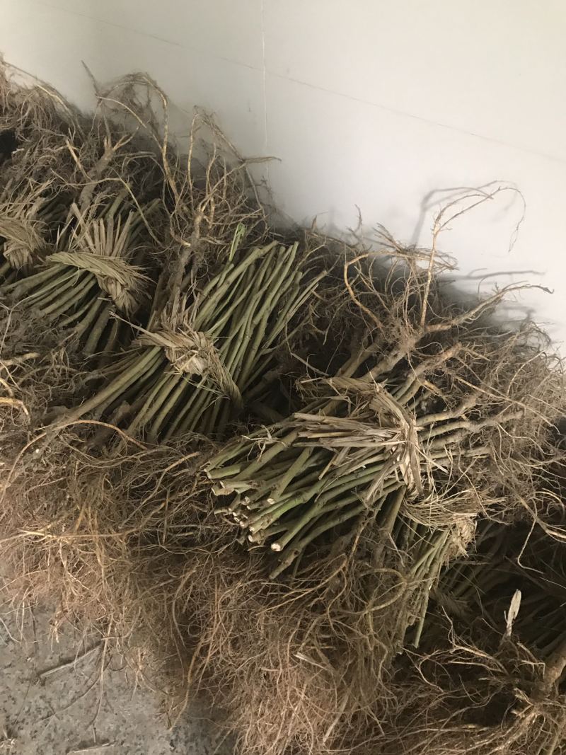 鲜果一号果桑苗嫁接苗当年结果