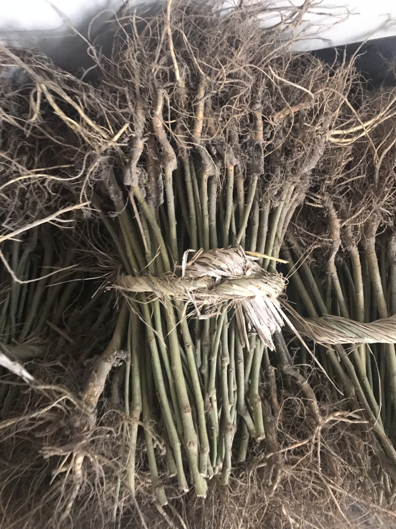鲜果一号果桑苗嫁接苗当年结果