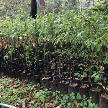 板栗苗袋苗50-80cm果苗裸根苗