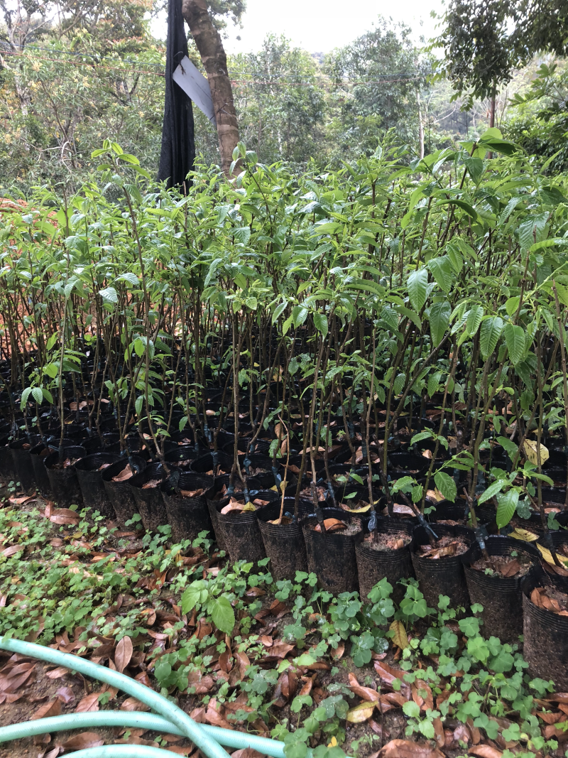 板栗苗袋苗50-80cm果苗裸根苗