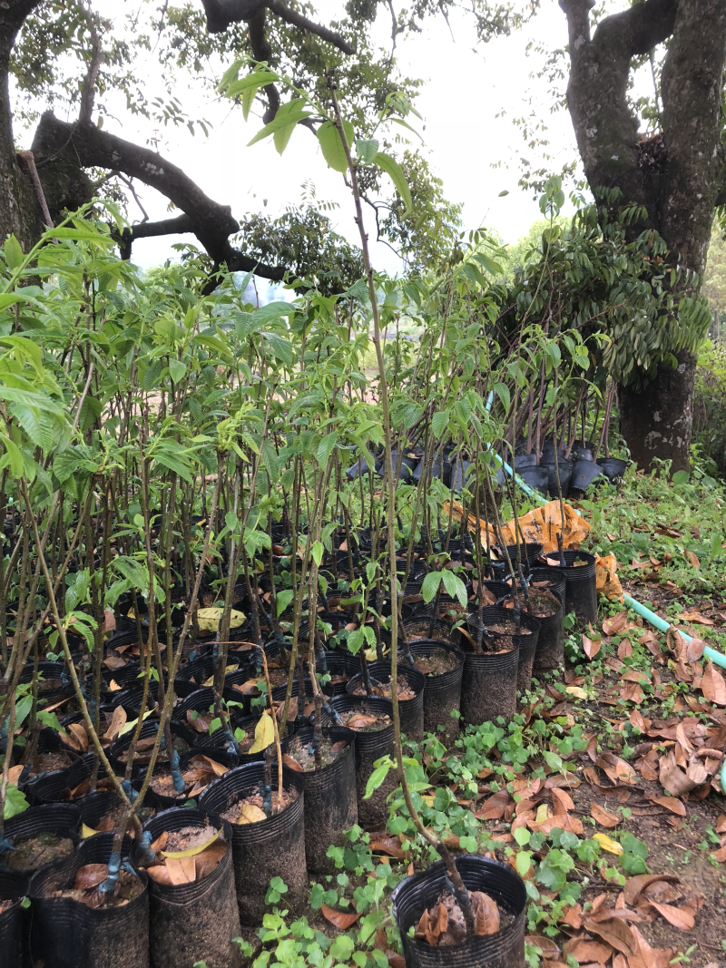 板栗苗袋苗50-80cm果苗裸根苗