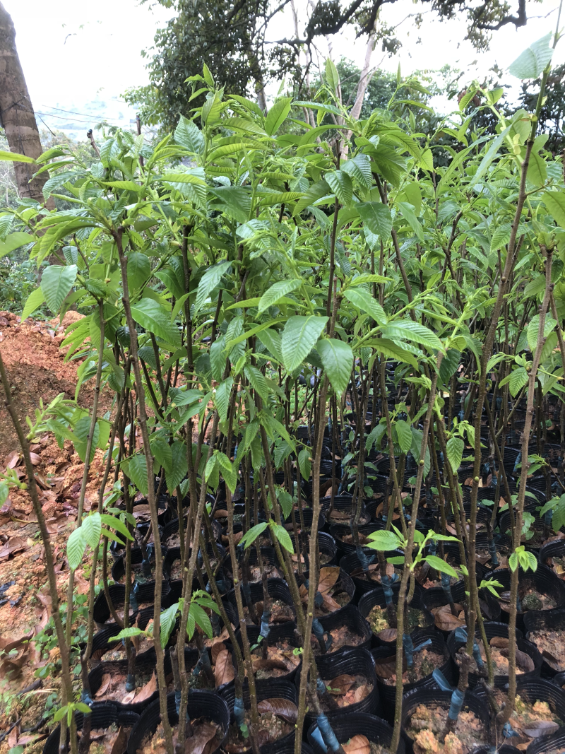 板栗苗袋苗50-80cm果苗裸根苗