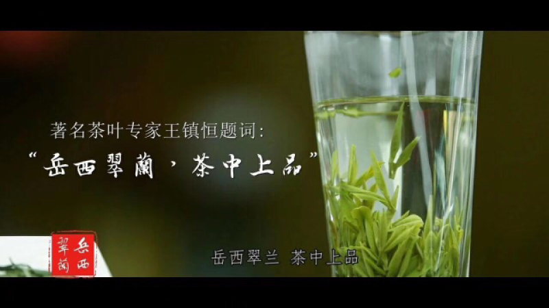 岳西翠兰