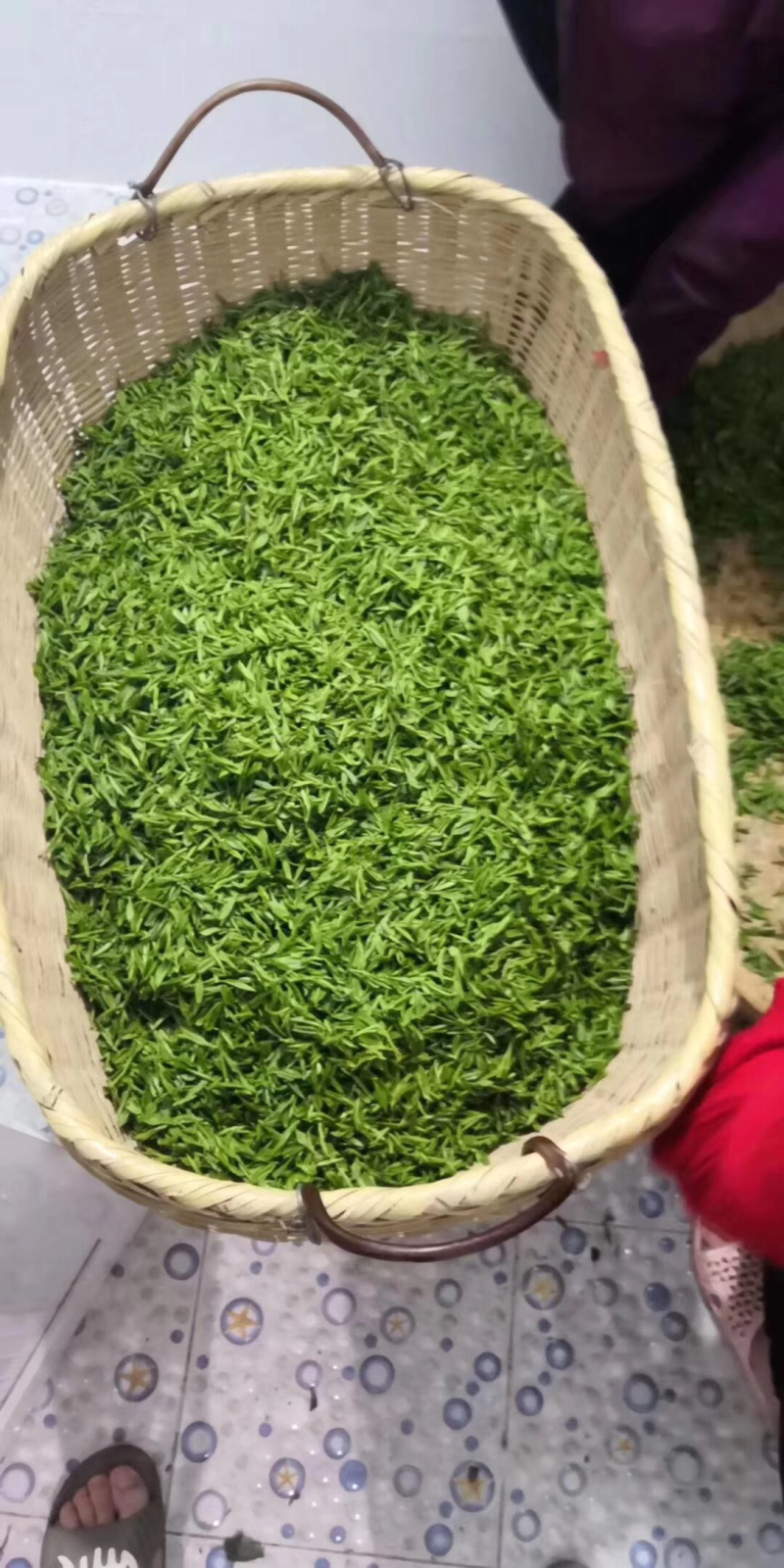 岳西翠兰
