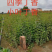 小叶丁香，紫丁香，红丁香，还有杯苗，全国邮寄
