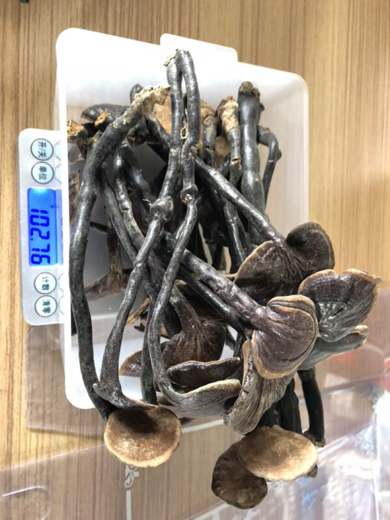 野生竹灵芝