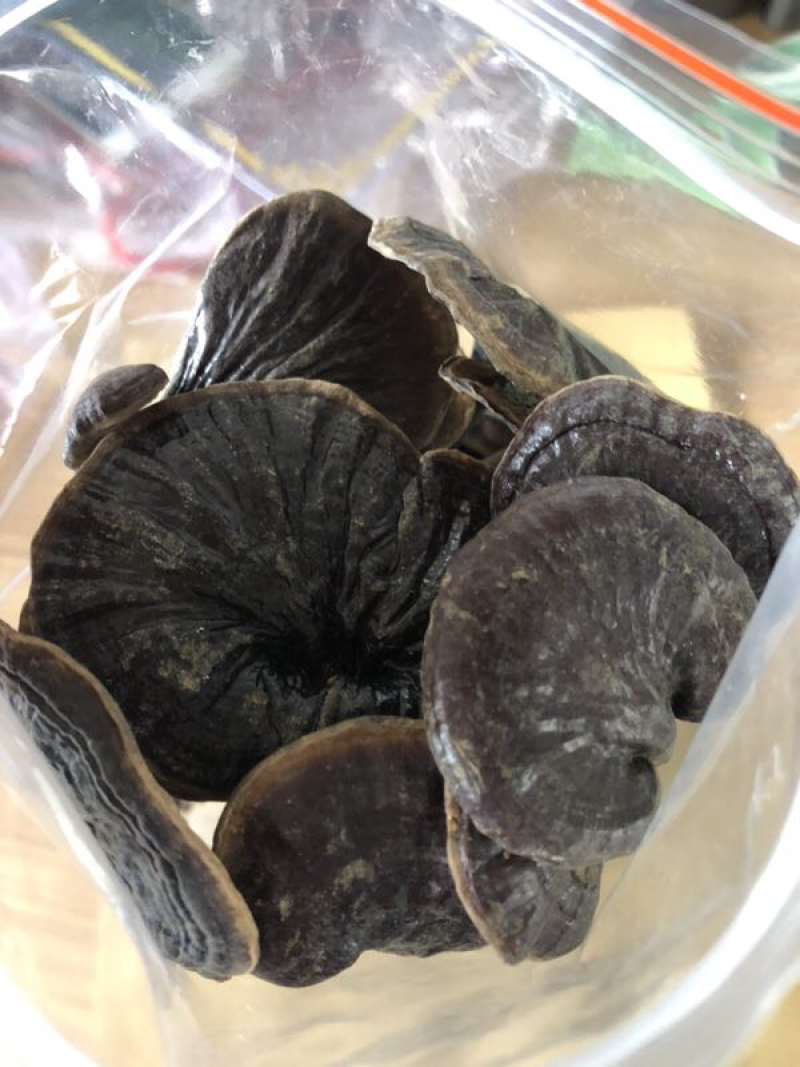 野生竹灵芝