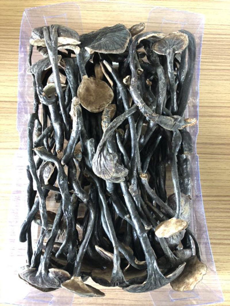 野生竹灵芝