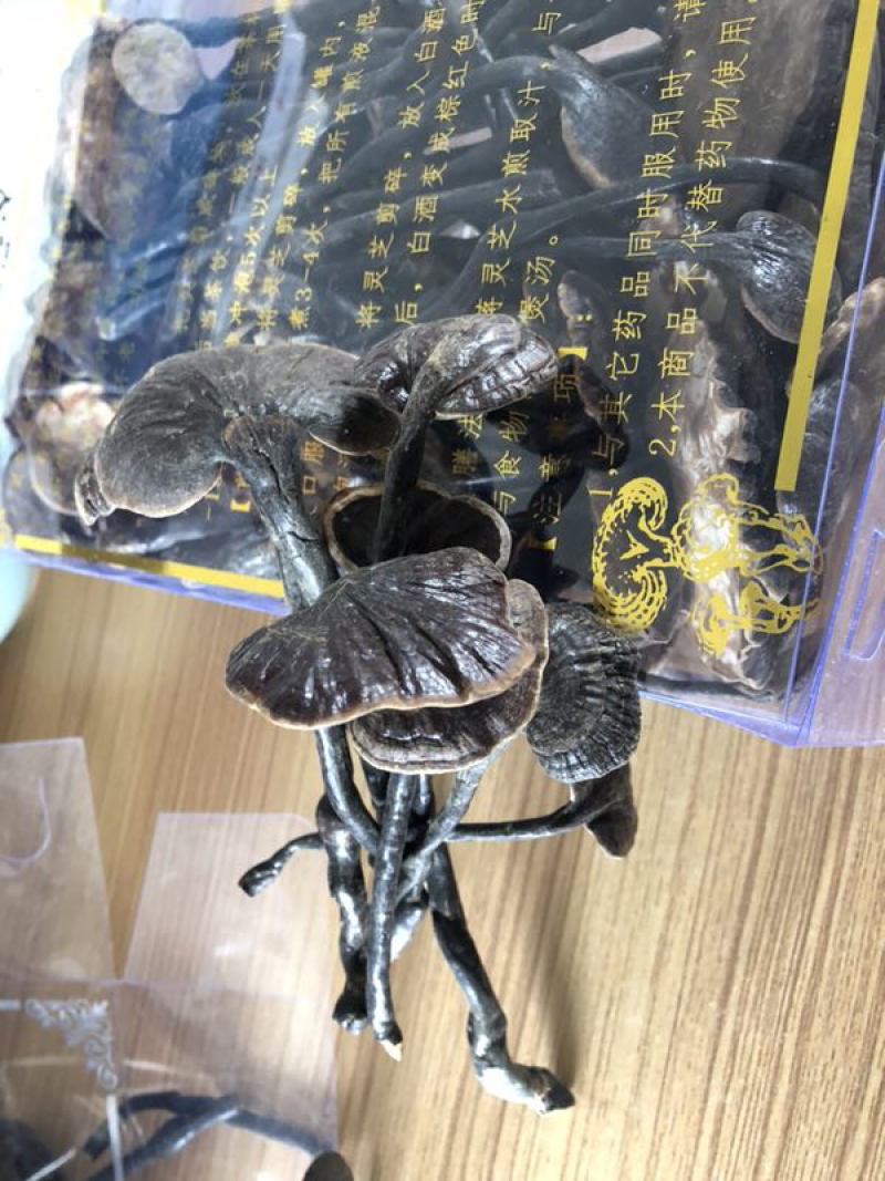 野生竹灵芝