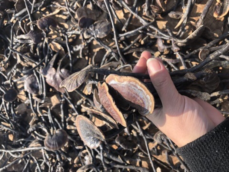 野生竹灵芝