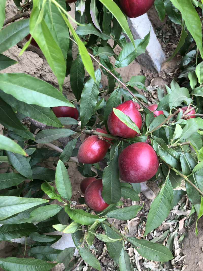 油桃大量上市，需要联系我