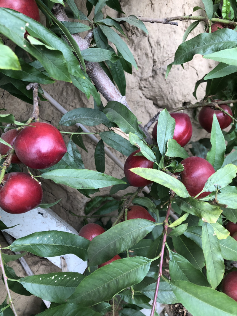 油桃大量上市，需要联系我