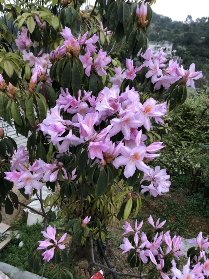 高山杜鹃老桩