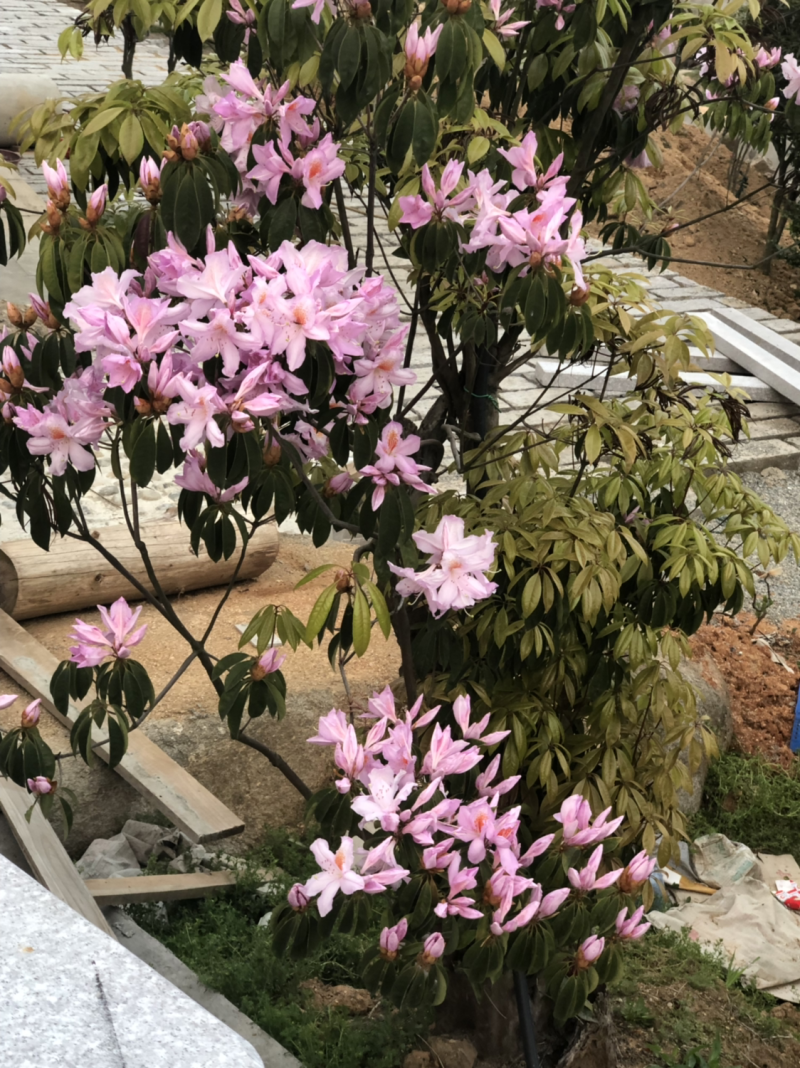 高山杜鹃老桩