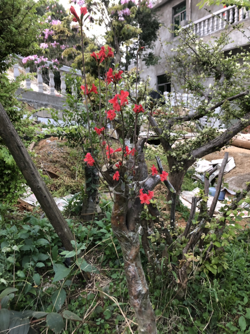 高山杜鹃老桩