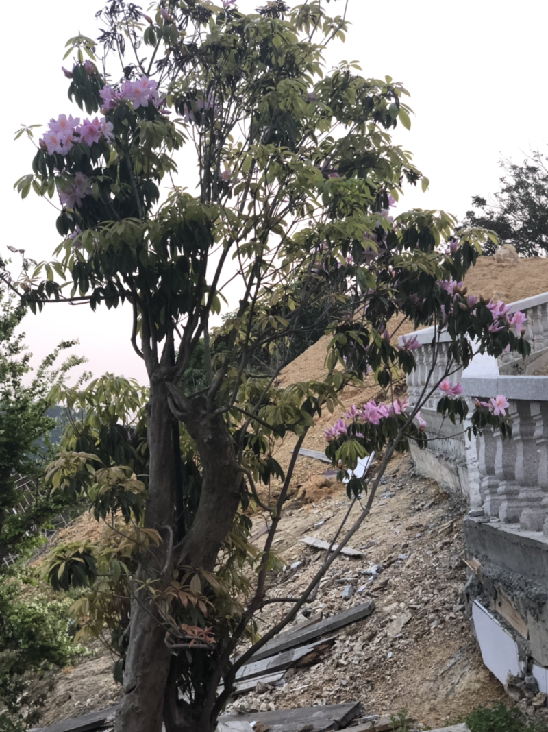 高山杜鹃老桩