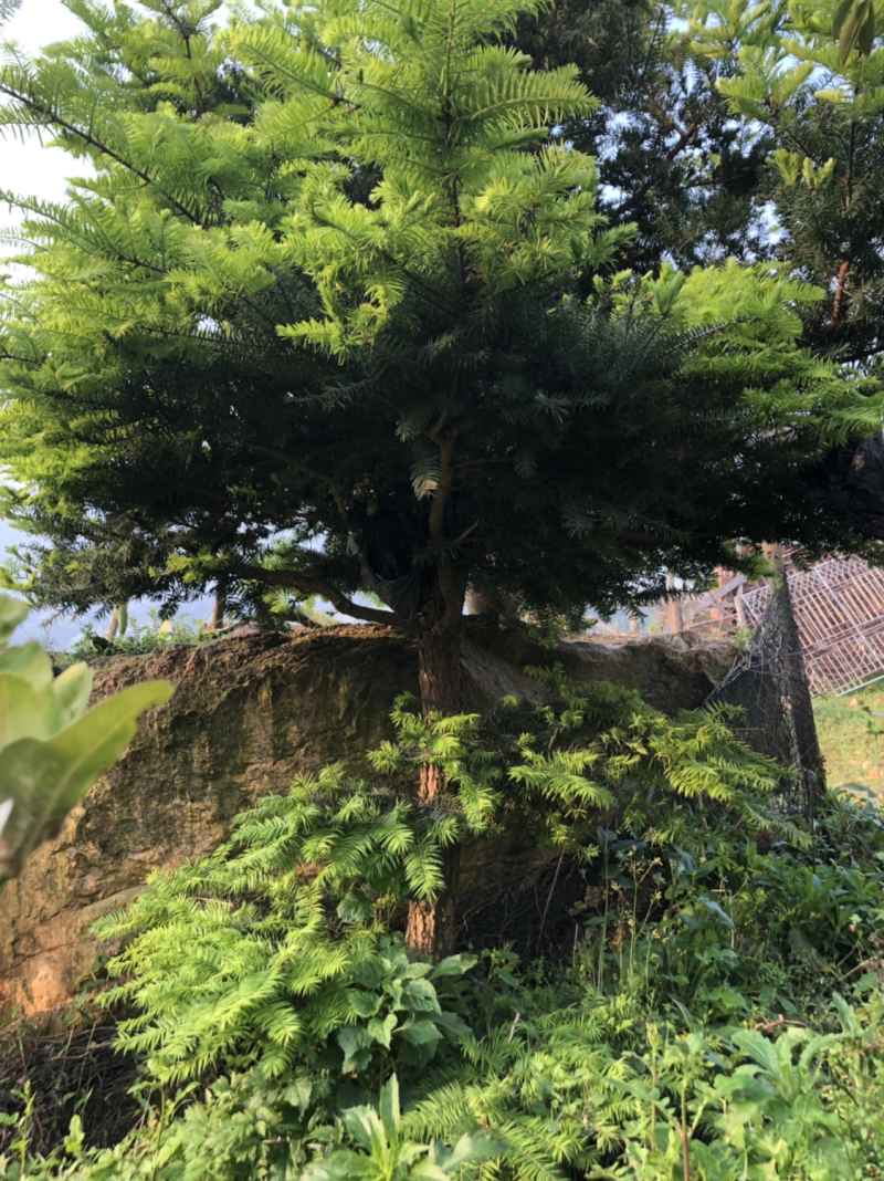 油松苗，袋装苗有3到5年各种规格。