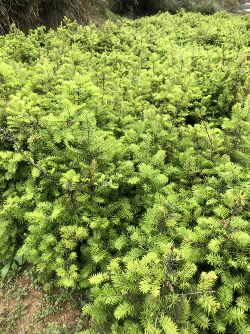 油松苗，袋装苗有3到5年各种规格。
