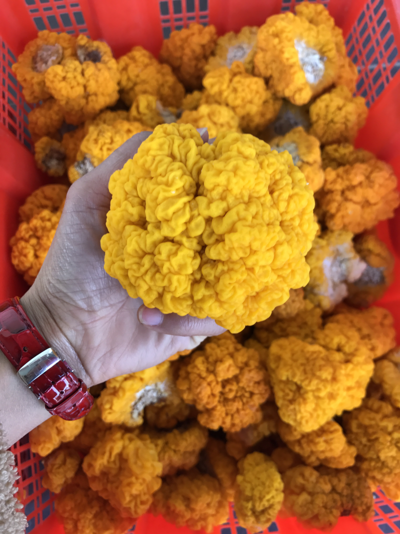 自家种植基地批发新鲜金耳菌脑耳菌
