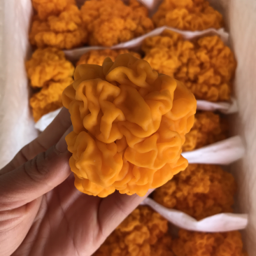 自家种植基地批发新鲜金耳菌脑耳菌