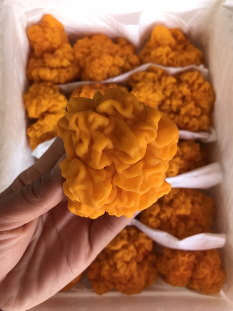 自家种植基地批发新鲜金耳菌脑耳菌