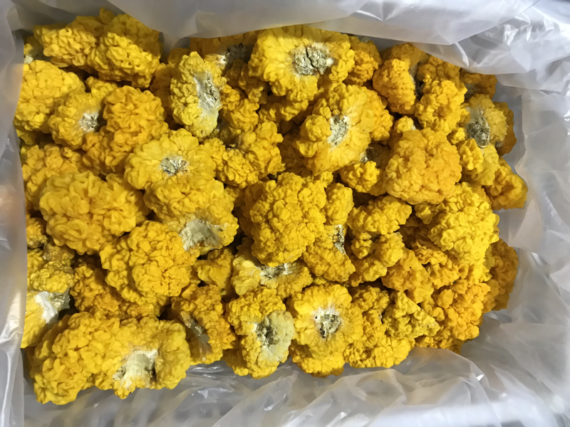 自家种植基地批发新鲜金耳菌脑耳菌