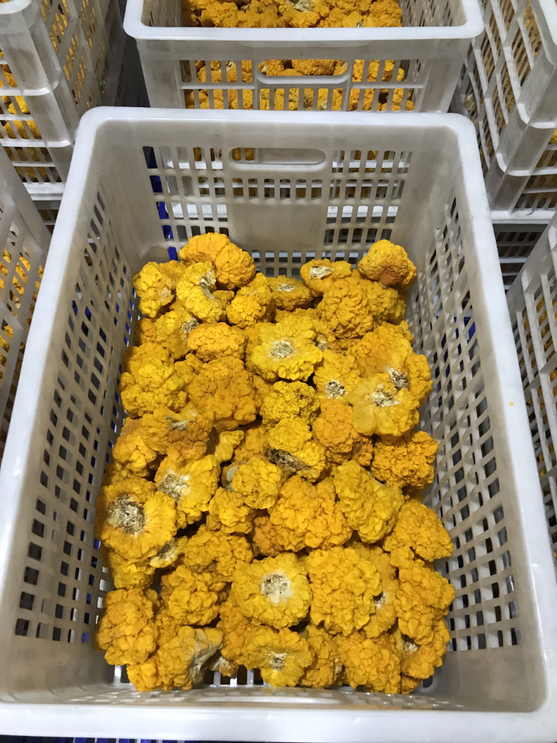 自家种植基地批发新鲜金耳菌脑耳菌
