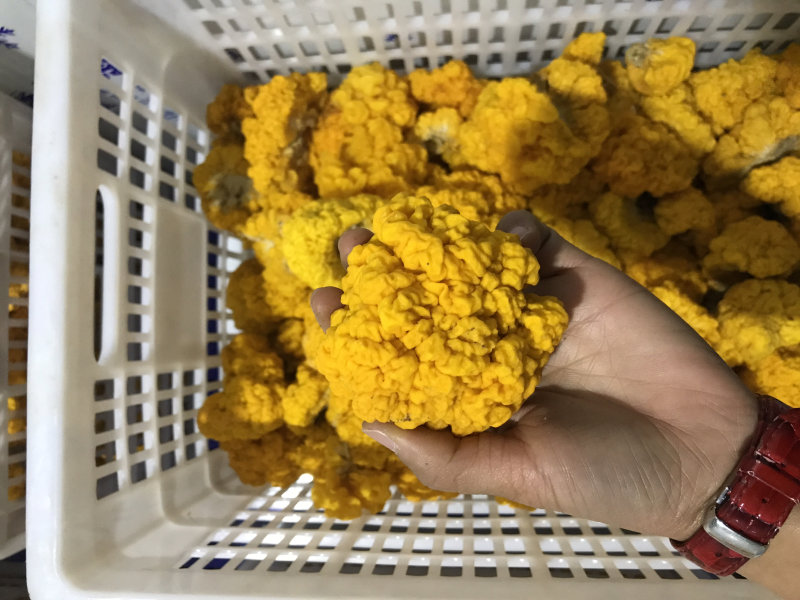 自家种植基地批发新鲜金耳菌脑耳菌