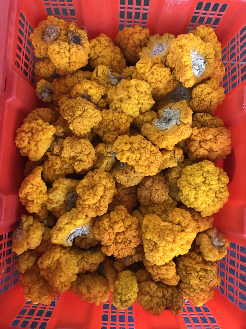 自家种植基地批发新鲜金耳菌脑耳菌