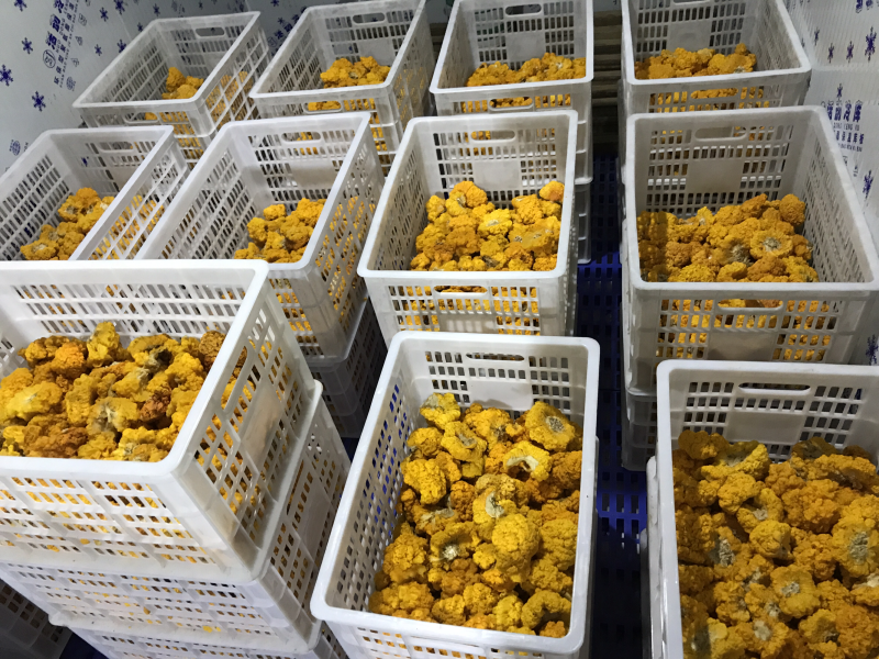 自家种植基地批发新鲜金耳菌脑耳菌