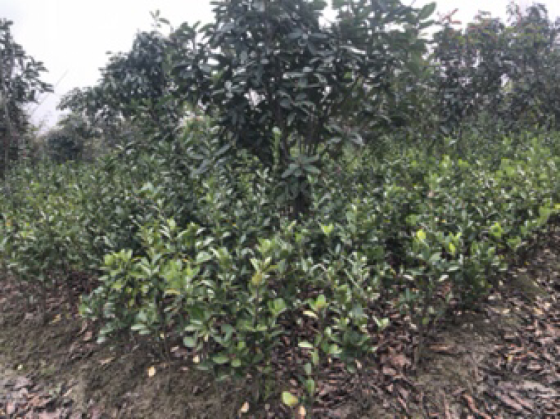大叶黄杨小毛球，大叶黄杨毛球