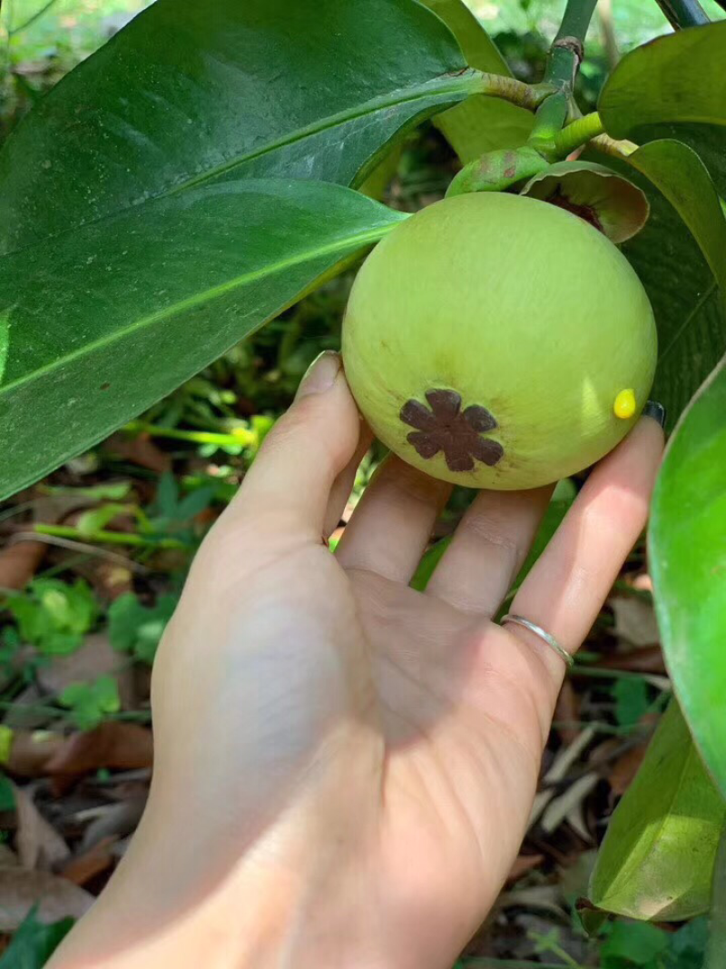 泰国山竹、油麻花，印尼山竹